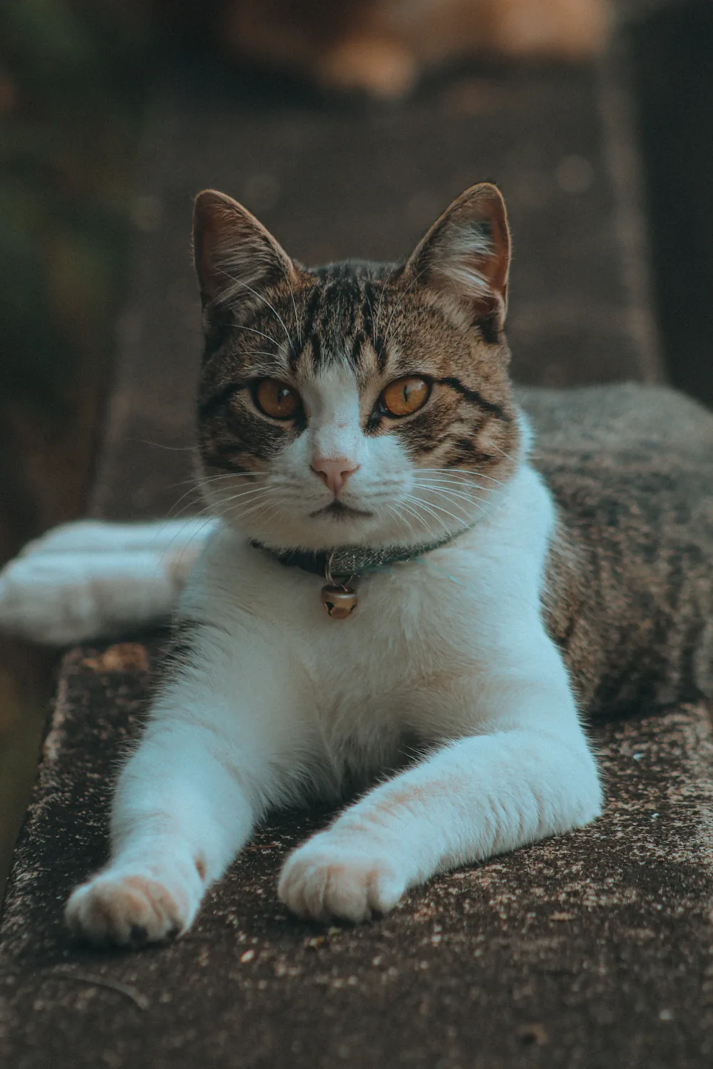 Portret van een kat