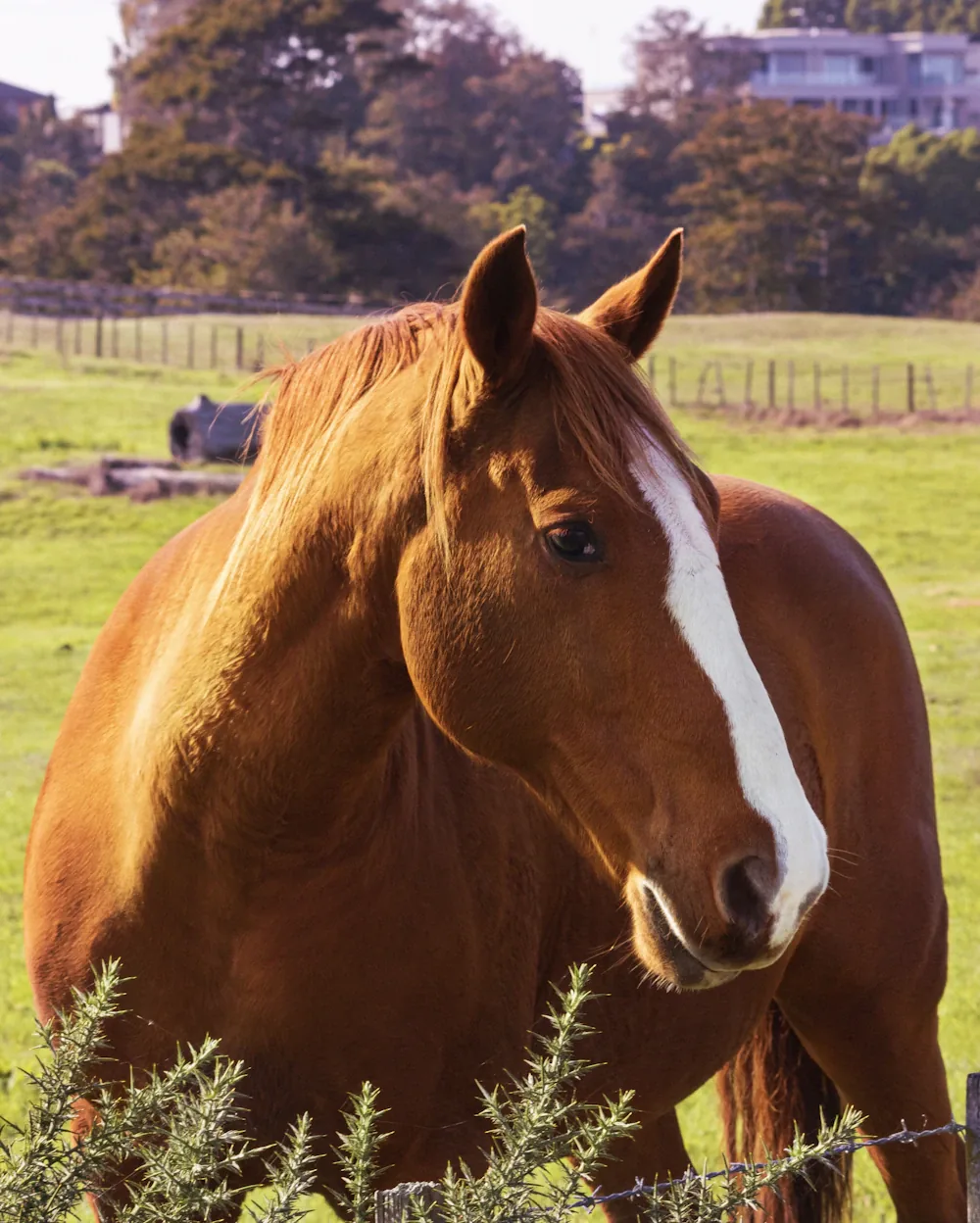 Een paard buiten